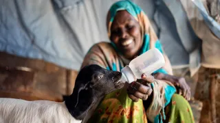 Despite the severe drought, a woman saves up her food to feed a lamb milk from a bottle in an internally displaced persons camp in Somalia.